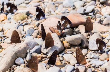 Many butterflies are nectar feeders and food beside a canal