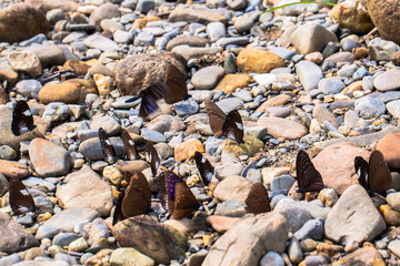 Many butterflies are nectar feeders and food beside a canal