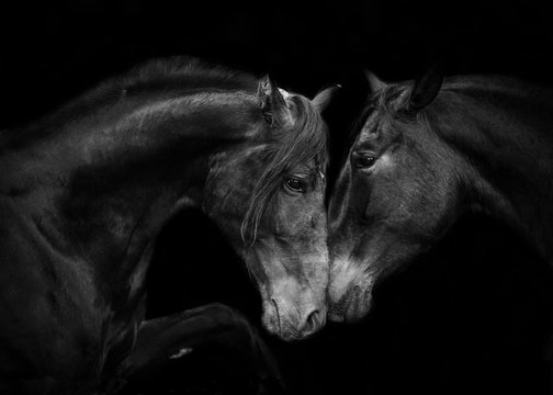 Andalusian mare and stallion standing against black background