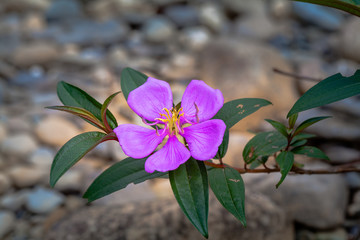 flowers in upstream