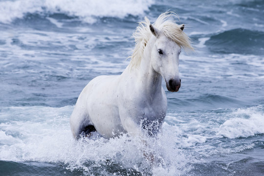 White Camargue stallion coming in from the sea, Camargue, France, Europe. May.