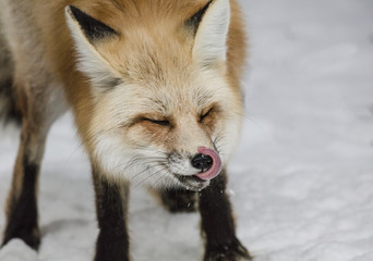 Close up of red fox licking its nose