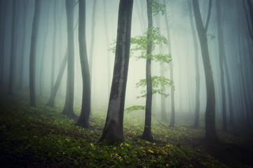 Misty forest in spring. Trees in fog with green vegetation on forest floor