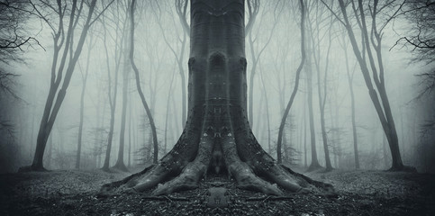 Scary Halloween forest. Surreal gloomy woods with old tree, twisted roots and fog, panoramic format
