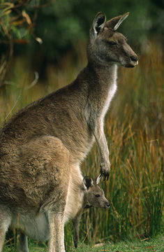 Eastern grey kangaroo with joey (Macropus giganteus). Wilsons Promontory National Park, Victoria, Australia.