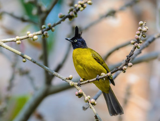Black-crested Bulbul(Pycnonotus flaviventris), beautiful bird on branch at Huai Kha Khaeng Wildlife Sanctuary,Thailand.