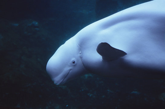 White whale / Beluga (Delphinapterus leucas), head portrait.