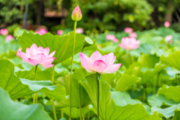 The Lotus Flower.Background is the lotus leaf and lotus flower and lotus bud and tree.Shooting location is the Sankeien in Yokohama, Kanagawa Prefecture Japan.