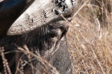 l'occhio del bufalo