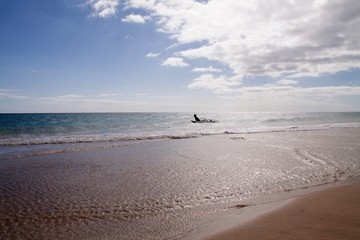 Fototapeta na wymiar Surfer, Costa Calma, Fuerteventura