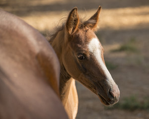 Obraz premium Pony Peekaboo