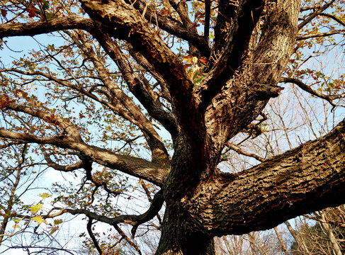 La chioma di un grande albero con foglie secche attaccate sui rami. 