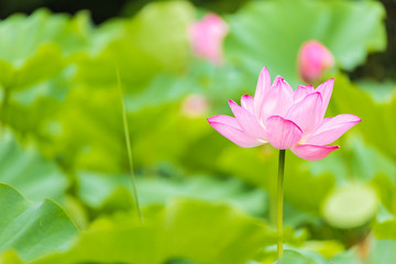 The Lotus Flower.Background is the lotus leaf and lotus flower and lotus bud and tree.Shooting location is the Sankeien in Yokohama, Kanagawa Prefecture Japan.