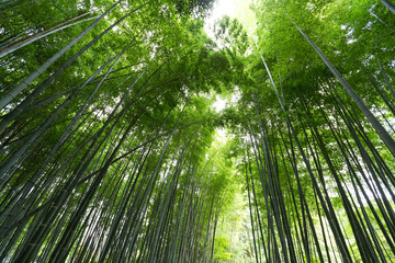 Obraz na płótnie Canvas Green Bamboo forest
