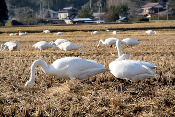 The Gleaners - Whooper swan. 
