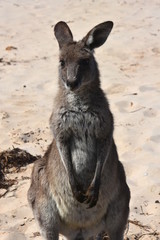 Fototapeta premium Closeup of Eastern Grey Kangaroo (Macropus giganteus) on Pebbly beach, NSW, Australia