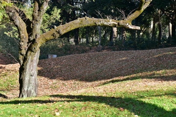 コケがついた木