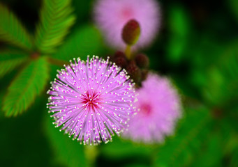sensitive plant flowe