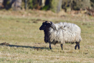 Obraz premium Graue Gehörnte Heidschnucke 