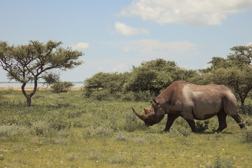 Naklejka premium wild rhinoceros walks, eating and grazing on a sunny day in the bushe