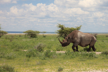 wild rhinoceros walks, eating and grazing on a sunny day in the bushe