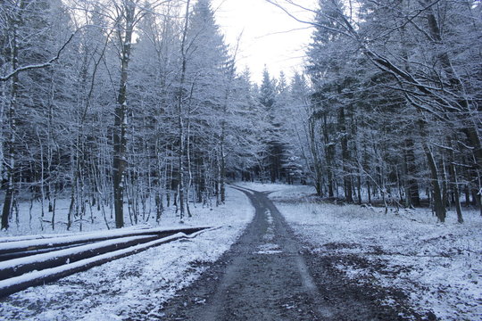 winter wonderland
