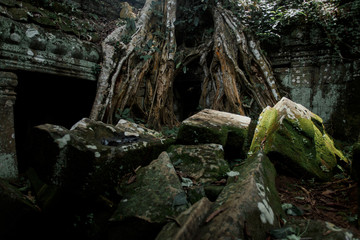 Giant tree covering the stones of Ta Prohm temple in Angkor Wat