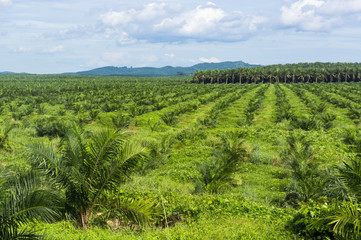 Fototapeta na wymiar Palm oil plantation at Malaysia, Asia
