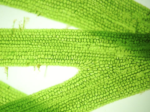 zoom microorganism algae