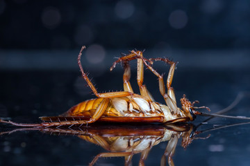 Dead cockroach turn face up on floor with reflection.