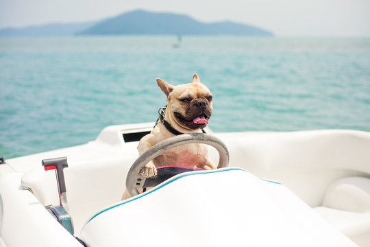 Funny French Bulldog dog is sitting behind the wheel of a speedboat, put his paws on the steering wheel against the sea, the carefree sunny summer day. lighting effects, speed boat