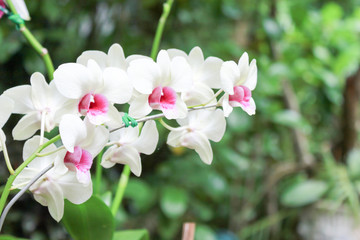Fototapeta na wymiar White Orchid at 
