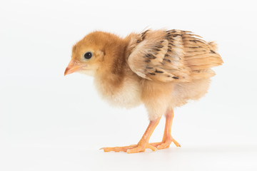 Chicken, Rhode Island Red Chick