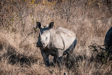 cucciolo di rinoceronte nella savana