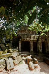 Under canopy of trees near ruins of ancient temples at the Angko