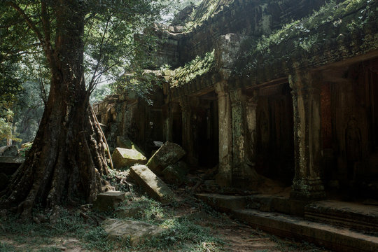 Amazing Angkor is popular tourist attraction and mysterious tree
