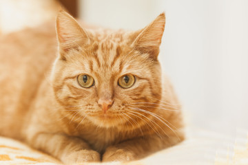 Ginger cat posing. Animal portrait, selective focus