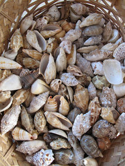 Sea shells in a wicker basket at the market