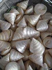Sea shells in a wicker basket at the market