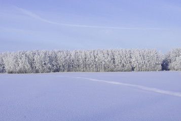 Trees in snow winter Sunny day. 