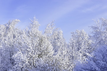 Trees in snow winter Sunny day. 