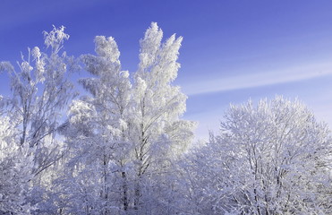 Trees in snow winter Sunny day. 