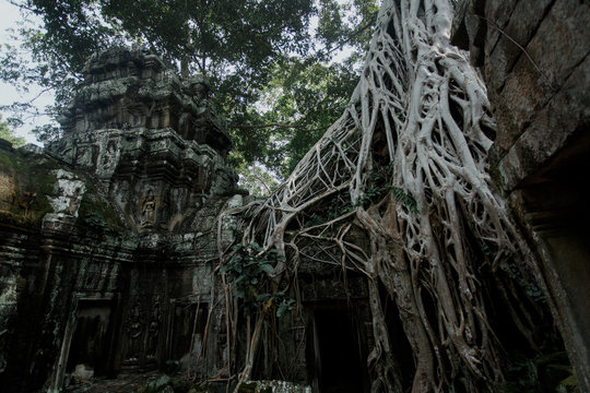 Tropical roots in ancient ruins at the Angkor Wat site in Cambod