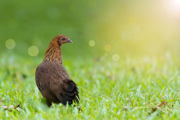 Colorful chicken ferreting food in the morning.   Red junglefowl,female with beautiful brown plumage  making a living and looking back
