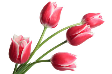 Fototapeta premium Bouquet of flowers