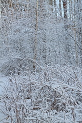 Зимний лес#2