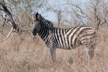 Fototapeta na wymiar zebra nella savana kruger park