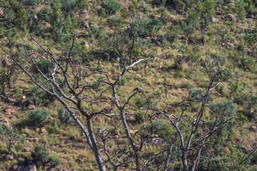 Welgevonden Game Reserve is Located within the Waterberg Mountains in Limpopo South Africa