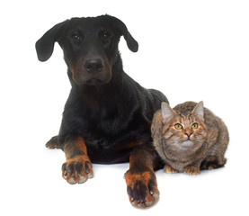 young beauceron and cat  in studio