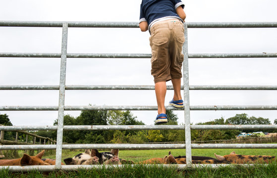Boy climbing gate to see pigs on farm